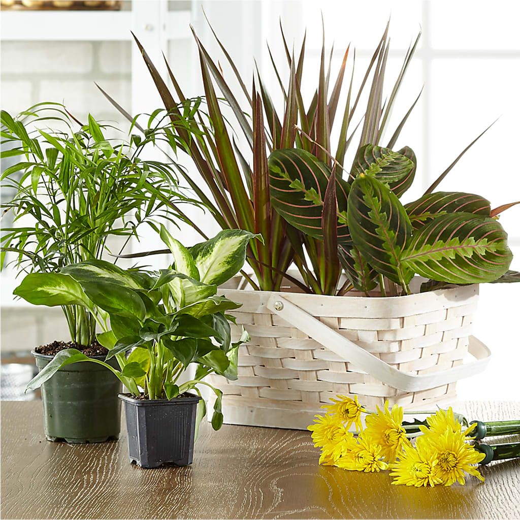 Florist Designed Blooming and Green Plants in a Basket – XOXO FLORALS & WINE, Newark OH
