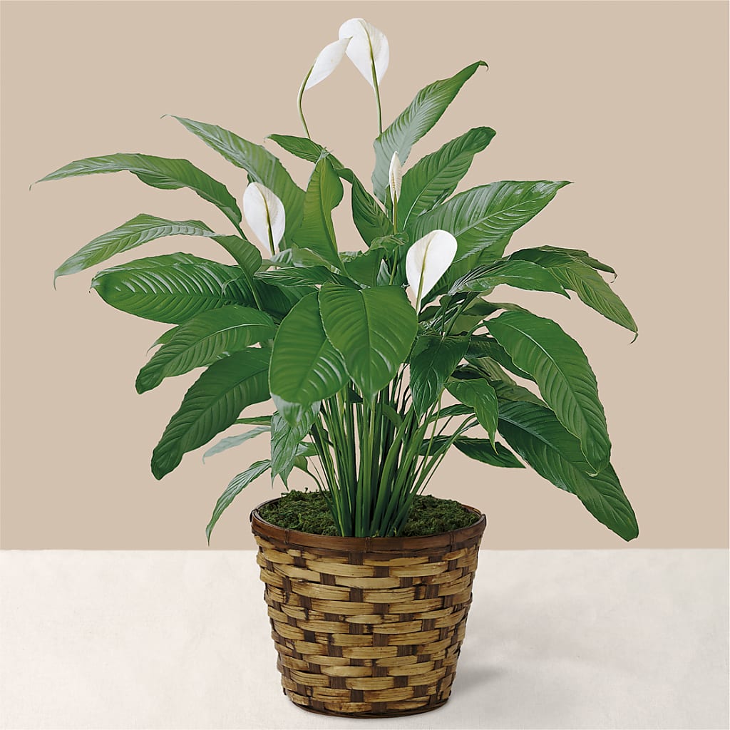 Tranquil Moments Peace Lily Plant – XOXO FLORALS & WINE, Newark OH