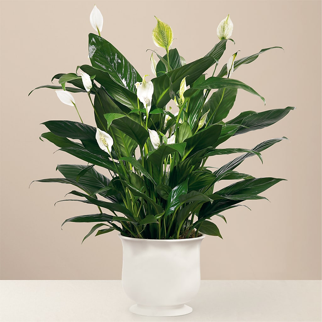 Comfort Planter – XOXO FLORALS & WINE, Newark OH
