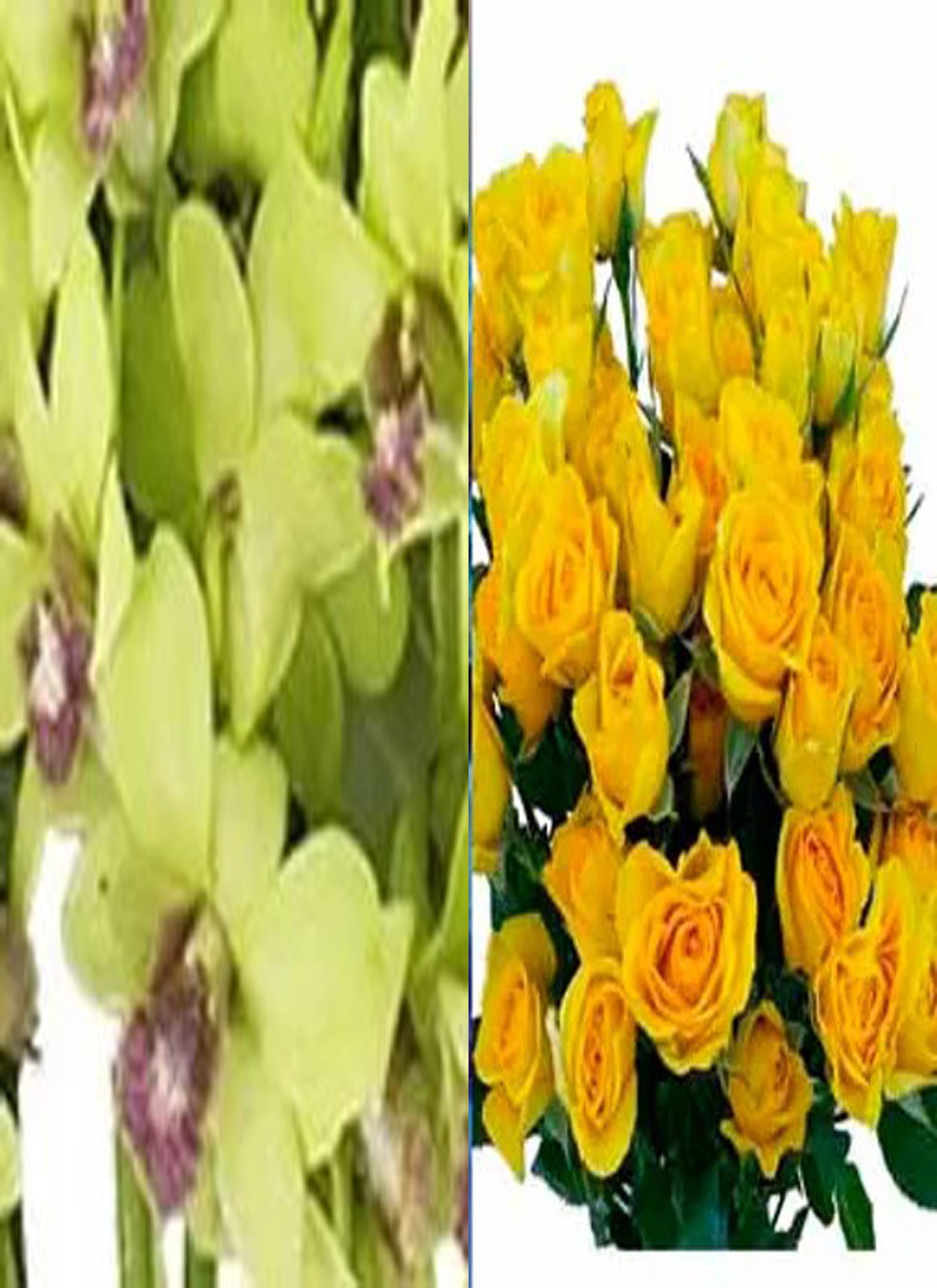 Green Orchid and Spray Rose Combo (text pic of dress 740-975-9856) – XOXO FLORALS & WINE, Newark OH