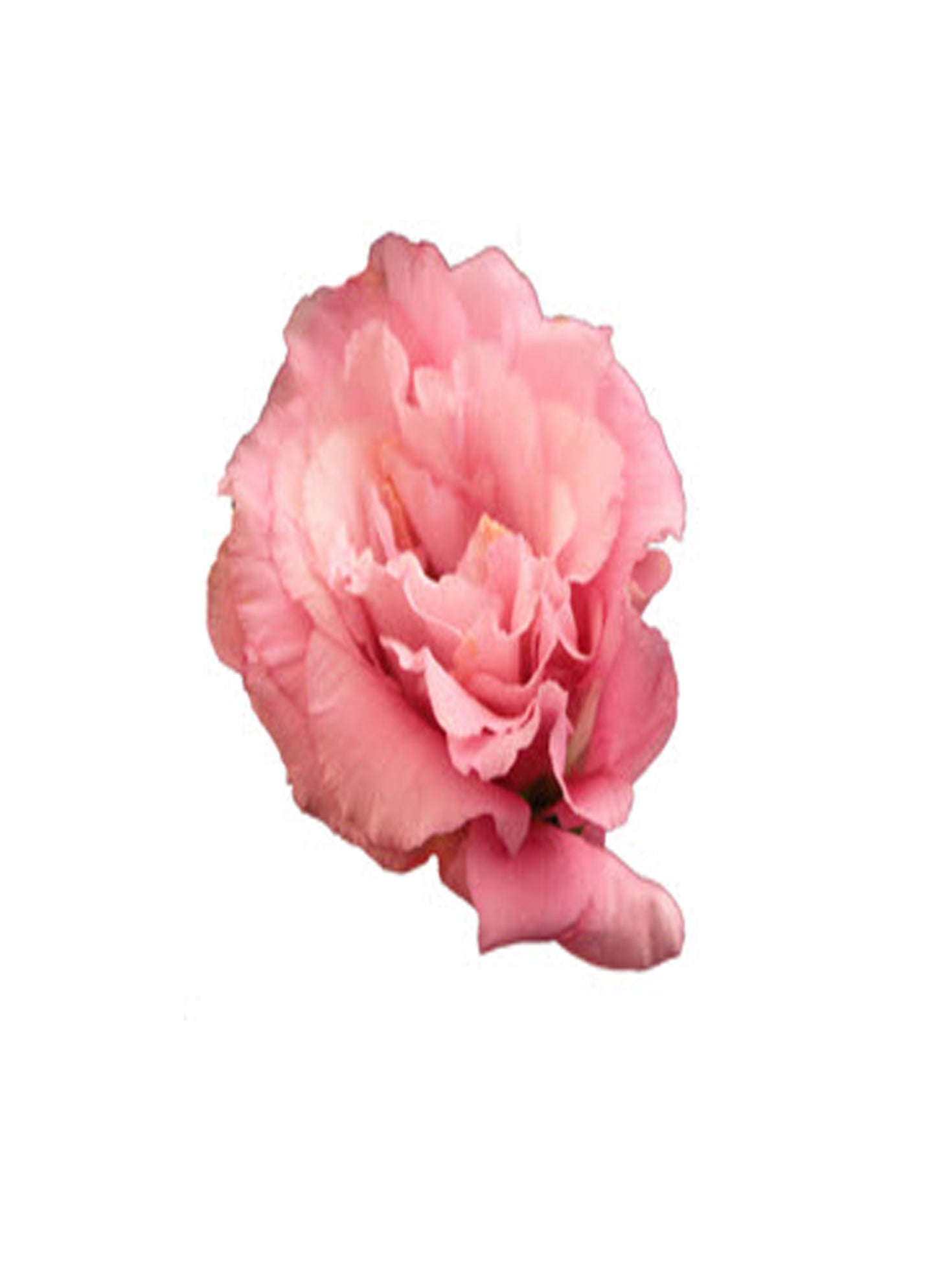 Lisianthus Corsage text pic of dress to (740-975-9856)