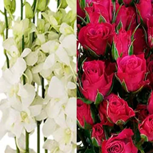 Spray Rose/Orchid Combo Mix