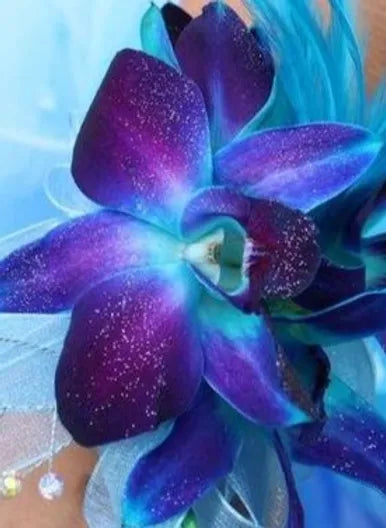 Orchid Boutonniere