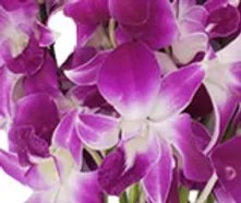 Orchid Boutonniere
