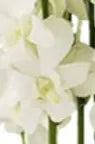 Orchid Corsage – XOXO FLORALS & WINE, Newark OH