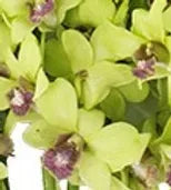 Orchid Corsage