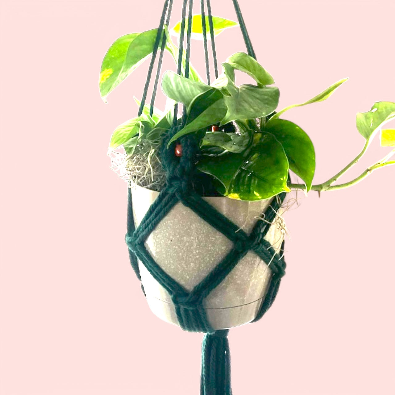 Handmade Macrrame Plant Holder with Seasonal Plant