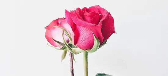 Rose Boutonniere – XOXO FLORALS & WINE, Newark OH