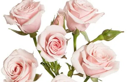 Spray Rose Corsage (Text a pic of the dress 740-975-9856) – XOXO FLORALS & WINE, Newark OH
