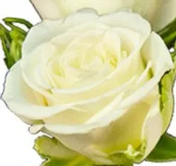 Color Choice Spray Rose Corsage (text a pic of dress 740-975-9856) Need other colors please text or call!