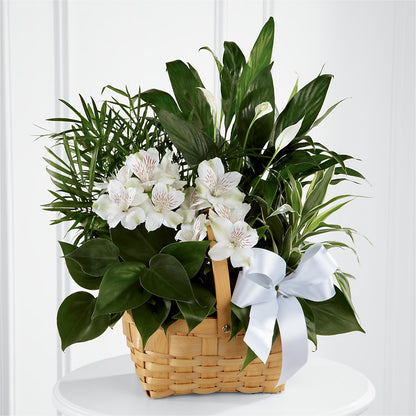 Peace & Serenity Dishgarden – XOXO FLORALS & WINE, Newark OH