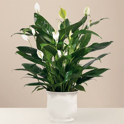 Comfort Planter – XOXO FLORALS & WINE, Newark OH