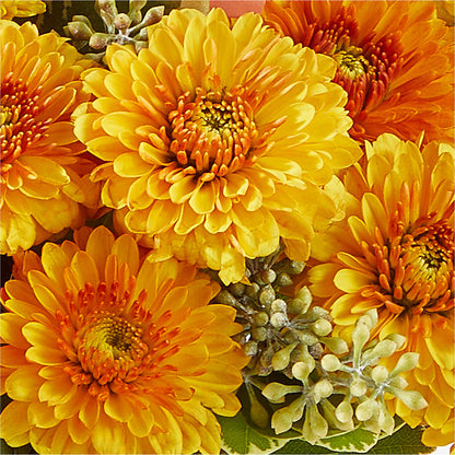 Peachy Pumpkin – XOXO FLORALS & WINE, Newark OH