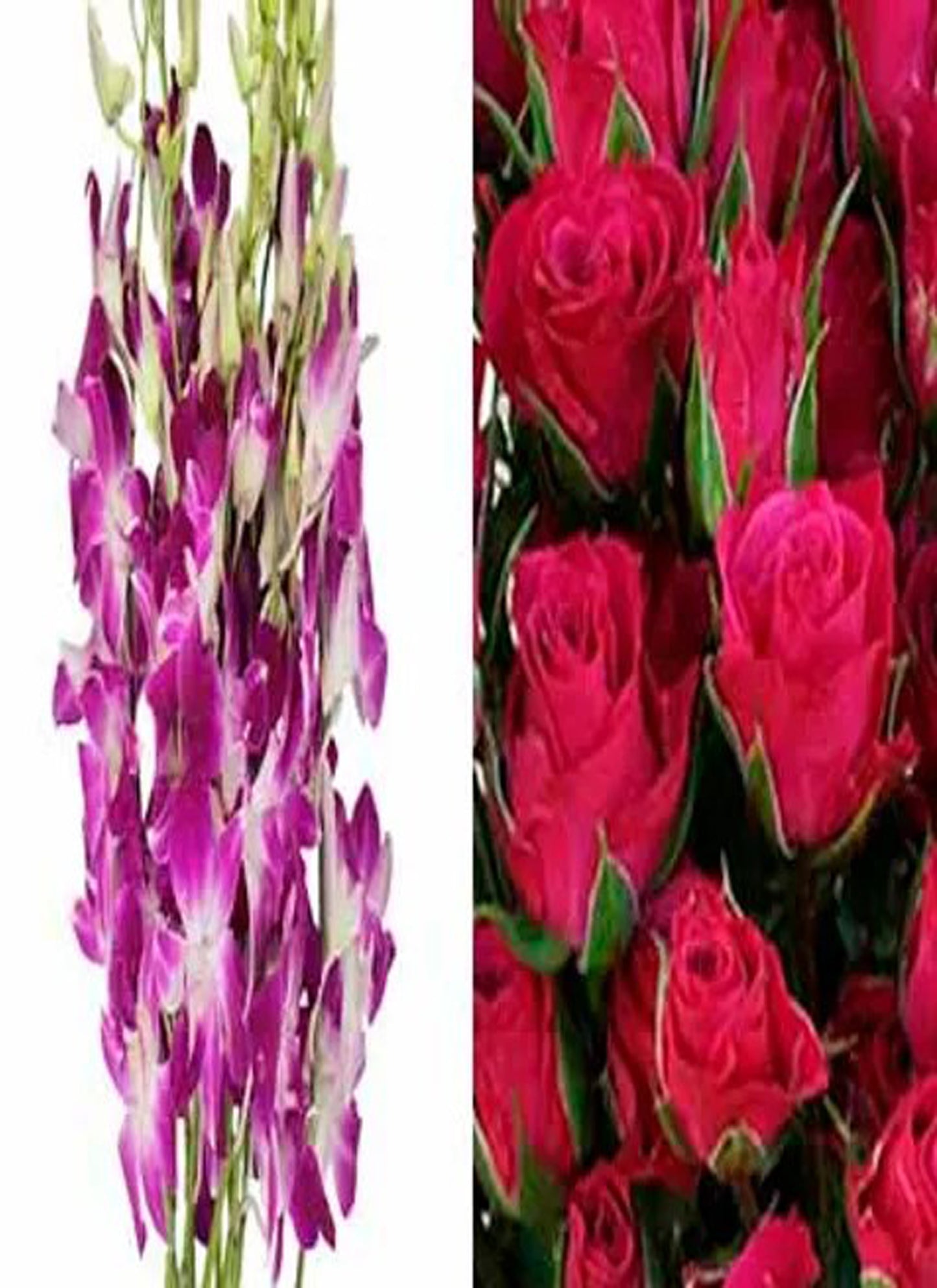 Fuchsia Orchid Corsage Spray Rose Combo (text pic of dress 740-975-9856)