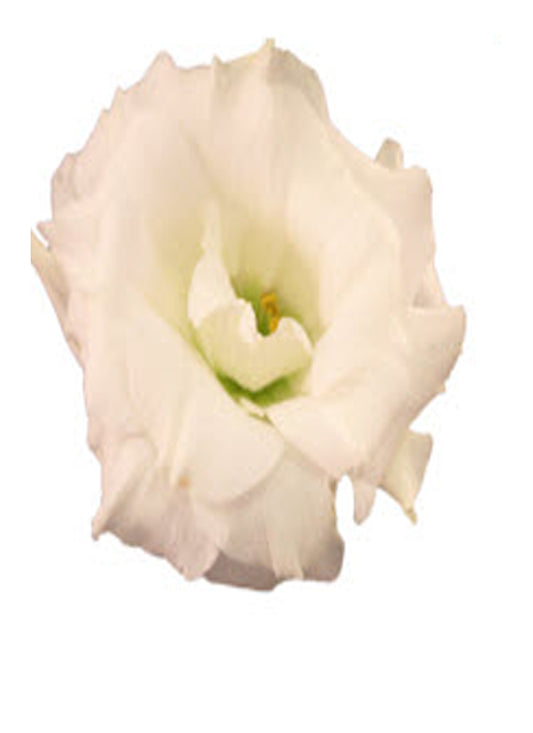 Lisianthus Corsage text pic of dress to (740-975-9856)