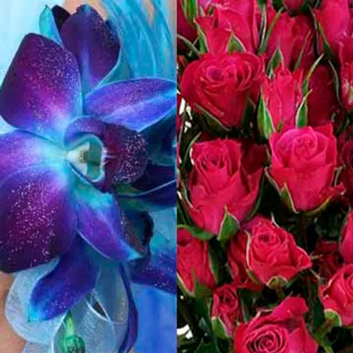 Blue Orchid/Spray Rose Combo