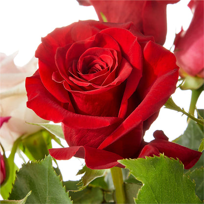 Love Notes Rose Bouquet – XOXO FLORALS & WINE, Newark OH