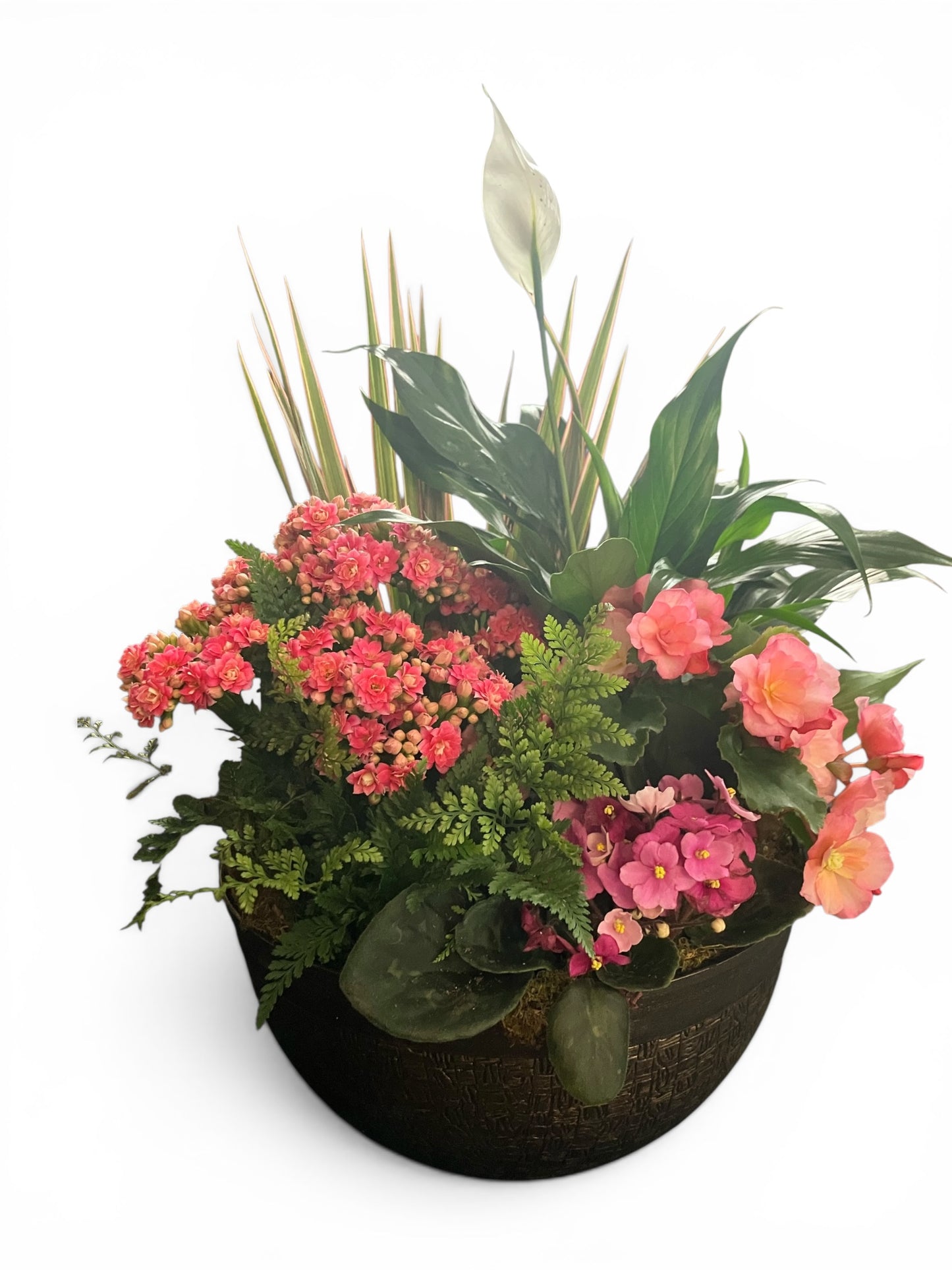Dish Garden Plants