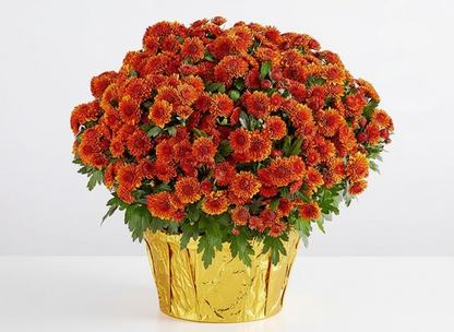 Mum Plant Chrysanthemum  – XOXO FLORALS & WINE, Newark OH